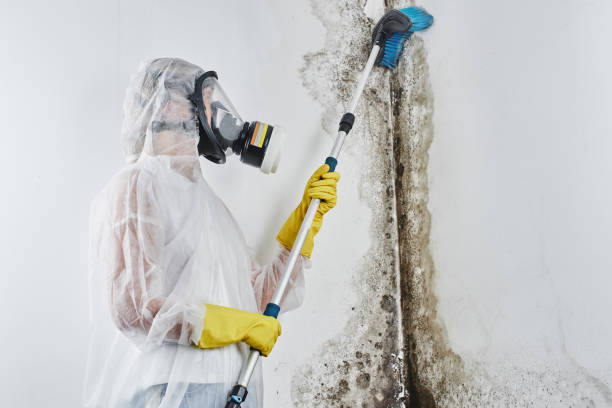 Best Certified Mold Removal  in Llano Grande, TX