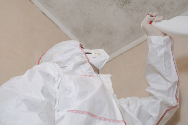 Best Affordable Mold Removal  in Llano Grande, TX