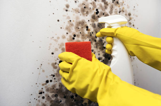 Best Mold Remediation  in Llano Grande, TX