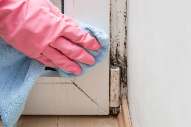 Llano Grande, TX Mold Removal Company